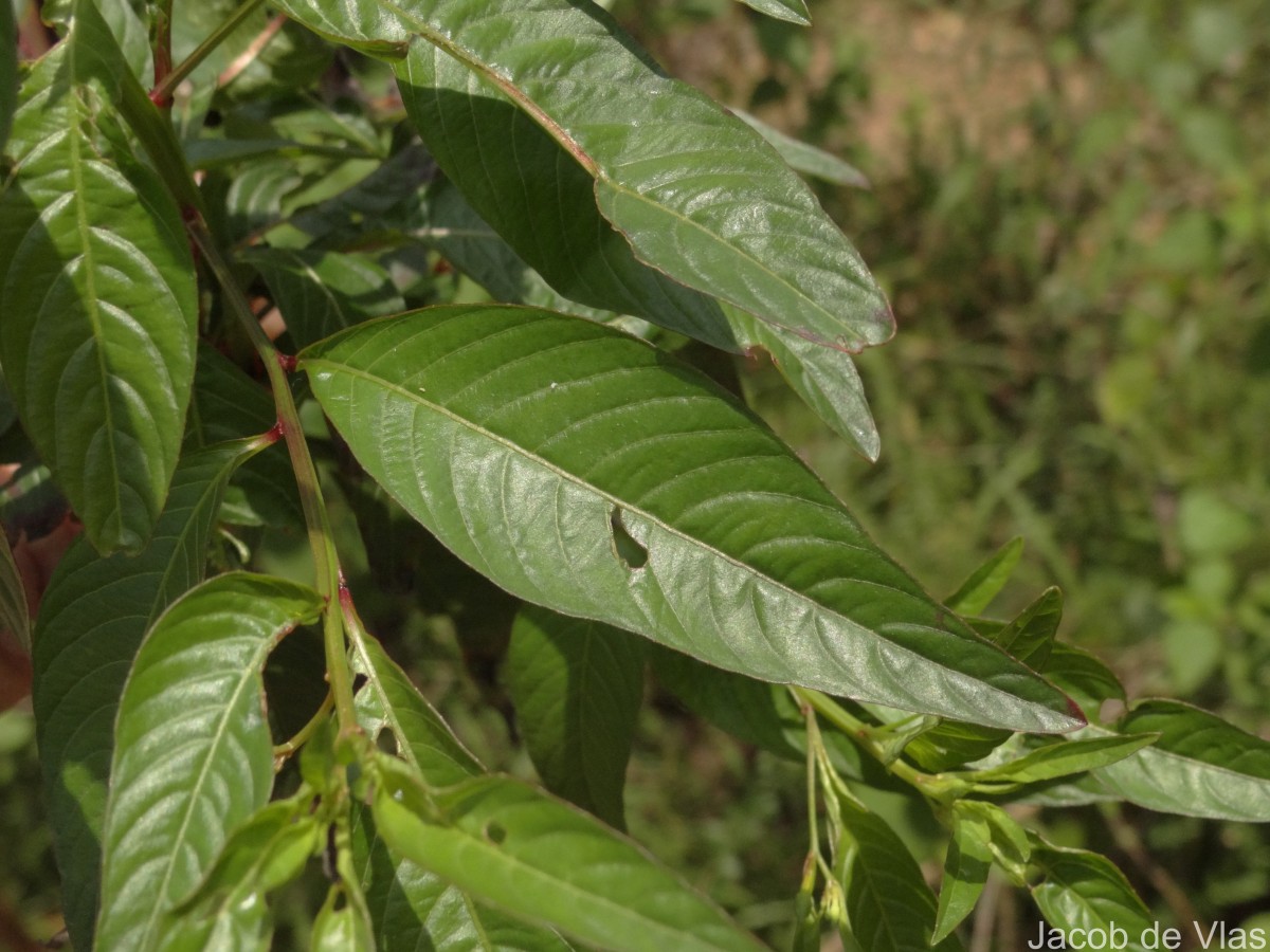 Ludwigia hyssopifolia (G.Don) Exell